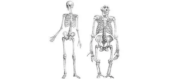 Научная характеристика Homo sapiens С точки зрения современной науки человек - фото 1