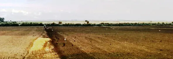 Аисты на поле за Согласием целая стая Совершенно не реагируют на проезжающие - фото 4