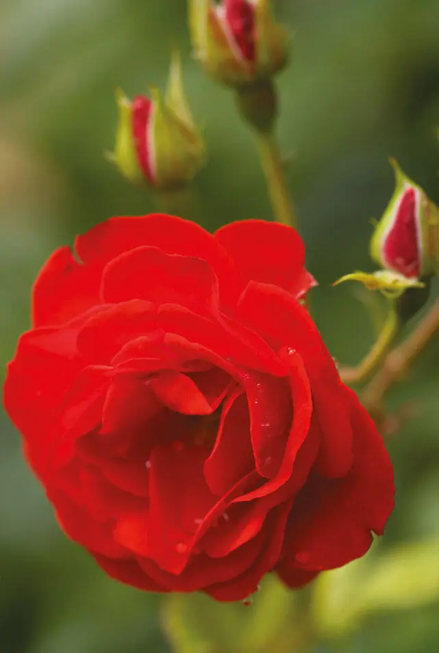 В Россию первая махровая роза была привезена в XVII веке и подарена царю - фото 1