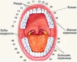 Строение форма и расположение зубов зависит от их функции 1Резцы передние - фото 1