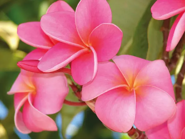 Гавайская плумерия франжипани Отдельное MAHALO NUI LOA ALOHA Большое - фото 9