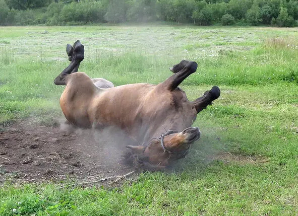 Конь в раздумье что пахать Или просто не пахать Может лучше на траву и - фото 10