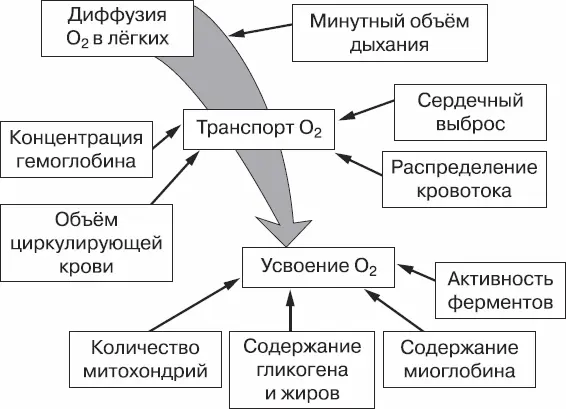 Рис 1Схема кислородного конвейера Мощность кислородной энергетической - фото 1