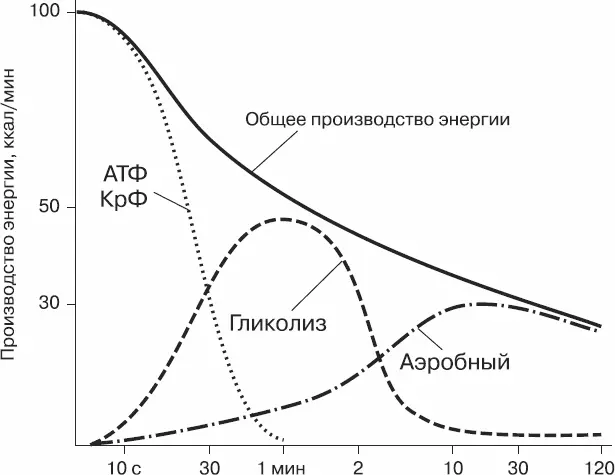 Рис 2Соотношение систем энергообеспечения при мышечной работе Мощность и - фото 2