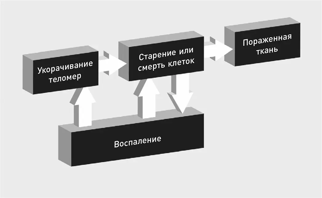 Рис 6 Путь от коротких теломер к болезниСокращение теломер один из - фото 9