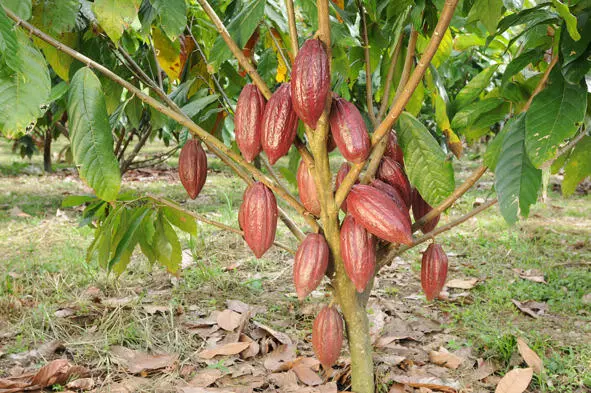 Дерево какао с созревшими плодами Theobroma cacao L Malvaceae Фото - фото 1