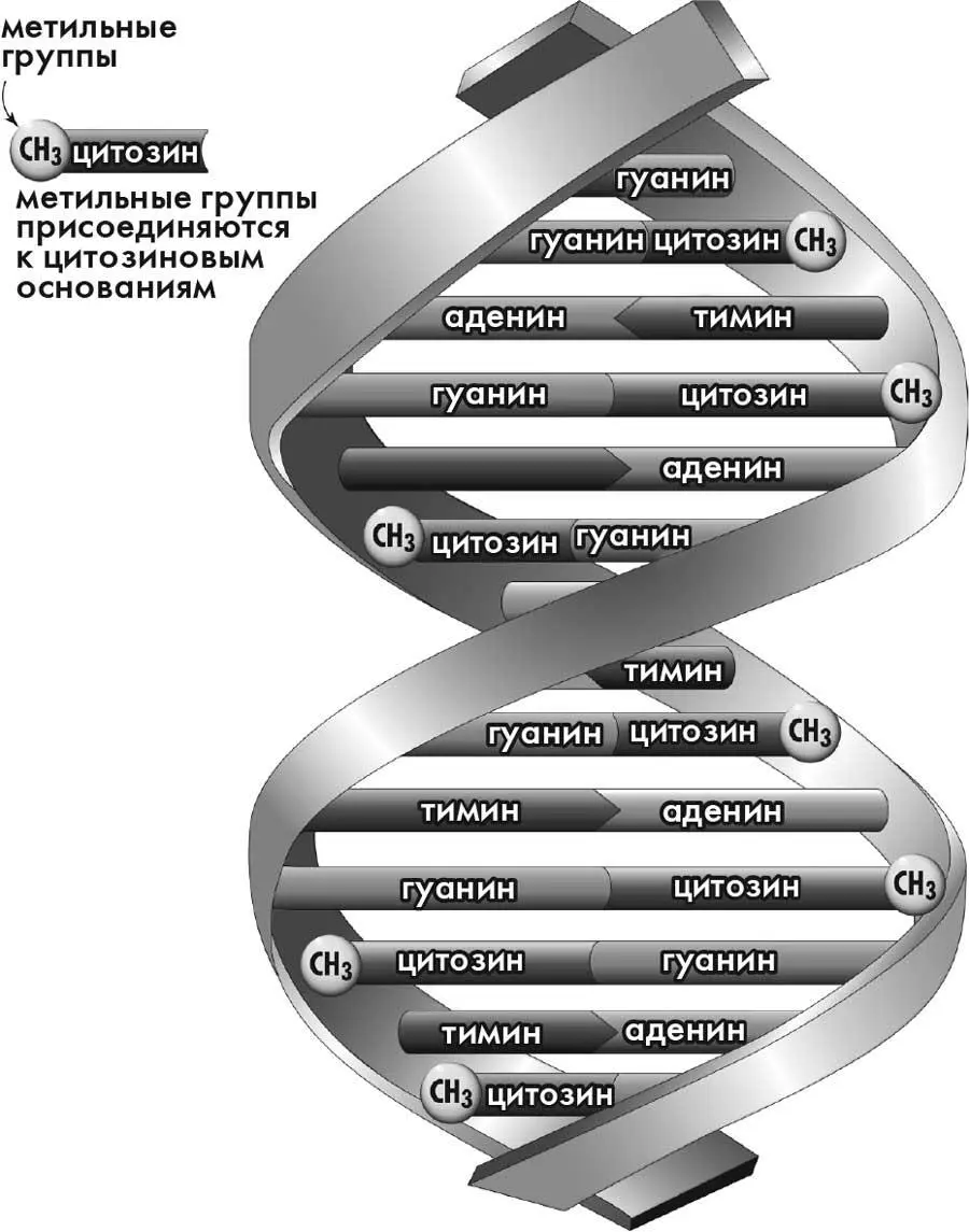 Последовательность ДНК в генах Если ДНК склад миллиардов лет эволюции то - фото 3