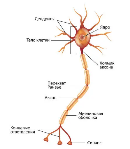 Рис 11 Строение нейрона Нервный импульсИнформация отправляется и - фото 1