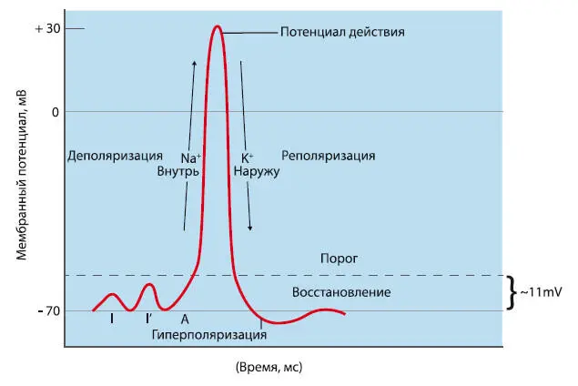 Рис 12 Потенциал действия нервной клетки Относительно стабильная - фото 2