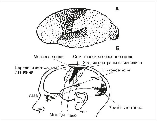Рис 7 Первичные вторичные и третичные поля коры больших полушарий А - фото 7