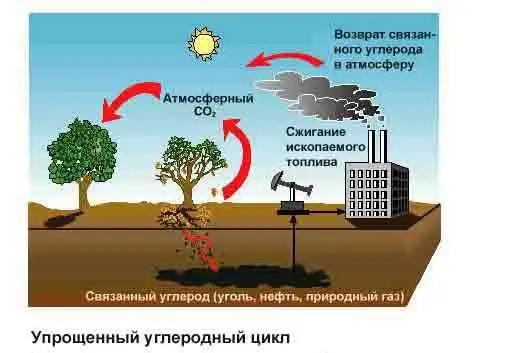Рис 22 Упрощенный углеродный цикл22 В течение тысячелетий люди добывали - фото 29