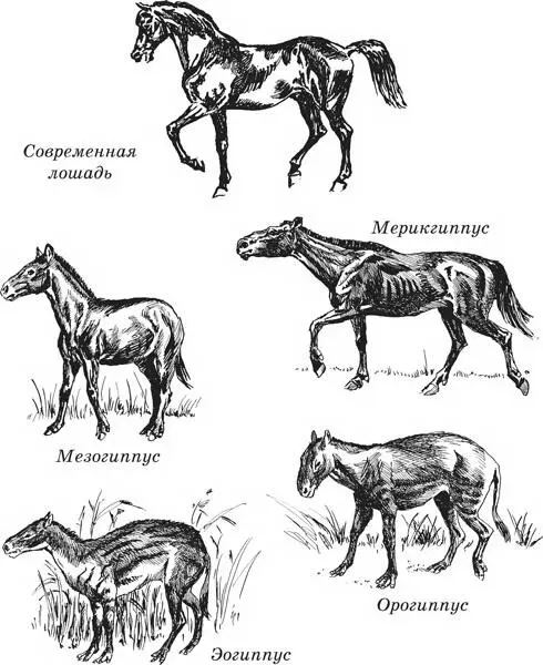 Эволюционный ряд лошадей Именно в это время отделяются непосредственные предки - фото 2