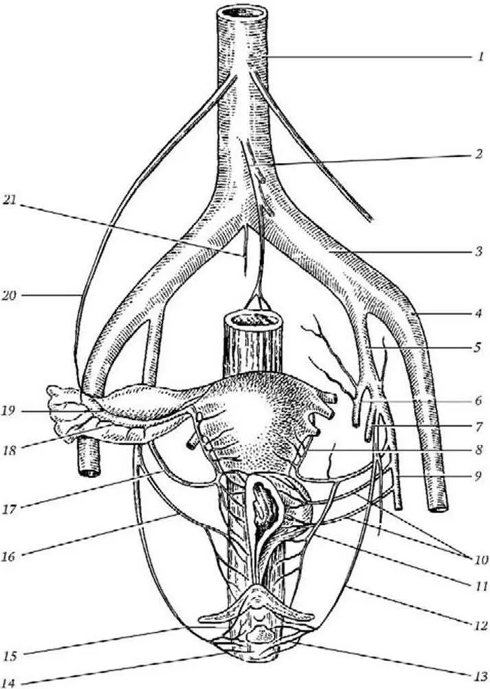 Рис 8 Кровоснабжение тазовых органов 1 aorta abdominalis 2 a - фото 13