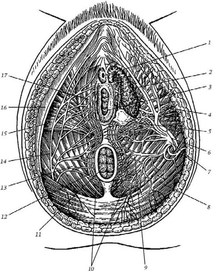 Рис 9 Сосуды нервы и мышцы наружных половых органов 1 ostium urethrae - фото 14