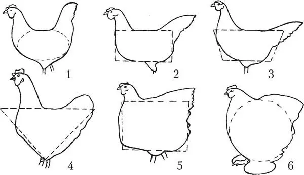 стр7 Типы туловища кур 1 яйцевидное 2 прямоугольное 3 трапециевидное - фото 4