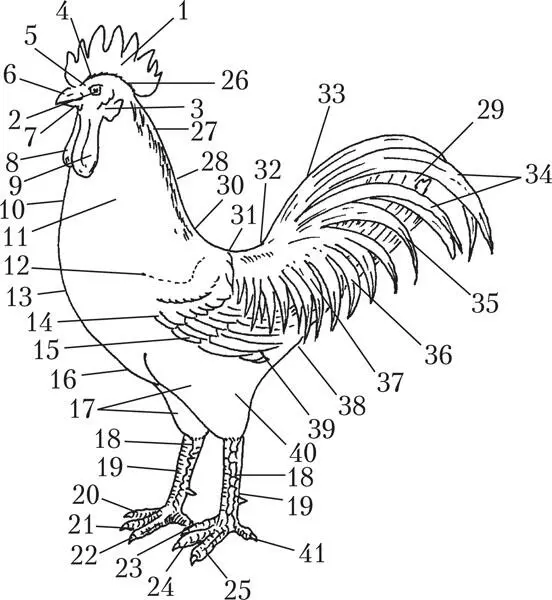 Стати петуха 1 гребень 2 лицо и глаза 3 ушные мочки 4 темя 5 - фото 5