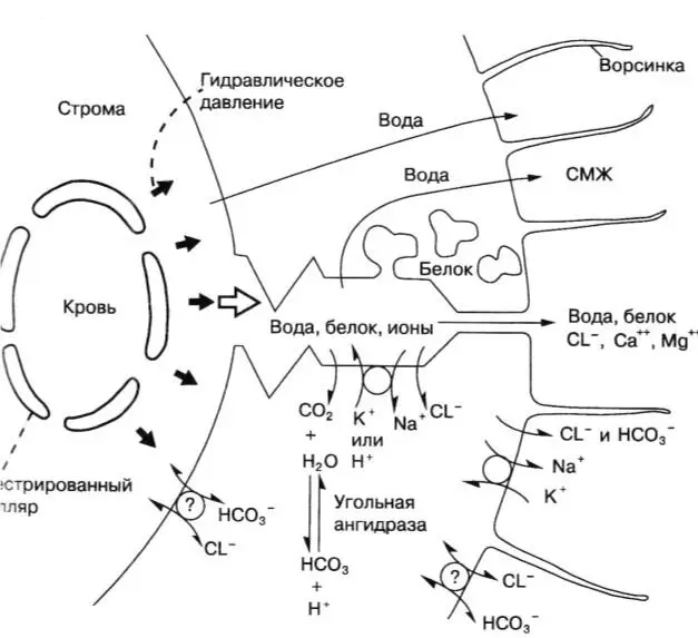 Рис 2 Формирование ликвора Объем вещества головного мозгаОбъем мозга - фото 4