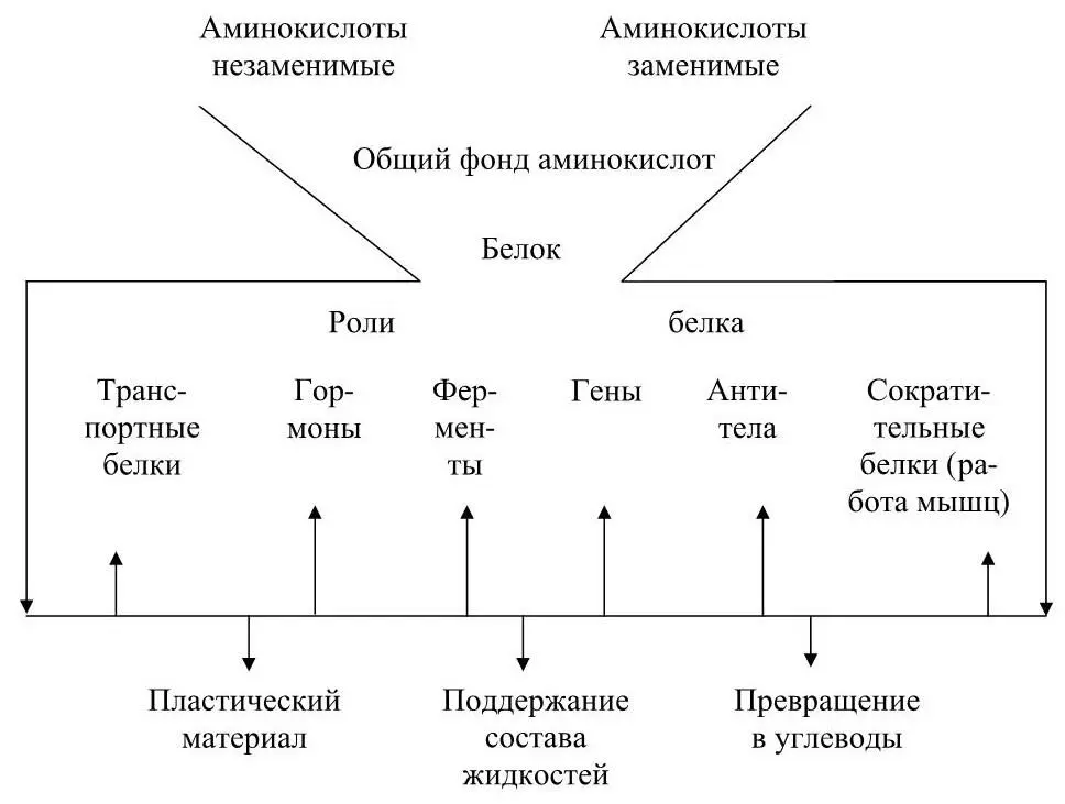 Рисунок 21 Схема образования белков и их роль в организме Классификация - фото 2