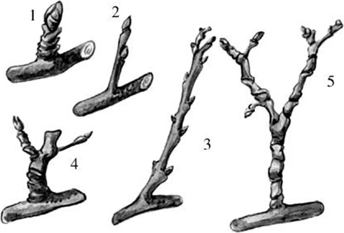 Рисунок 3 Типы плодовых веток яблони 1 кольчатка 2 копьецо 3 - фото 3