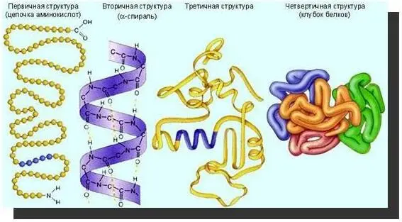 Рисунок 1 Уровни структур белка Первичная структура последовательность - фото 1