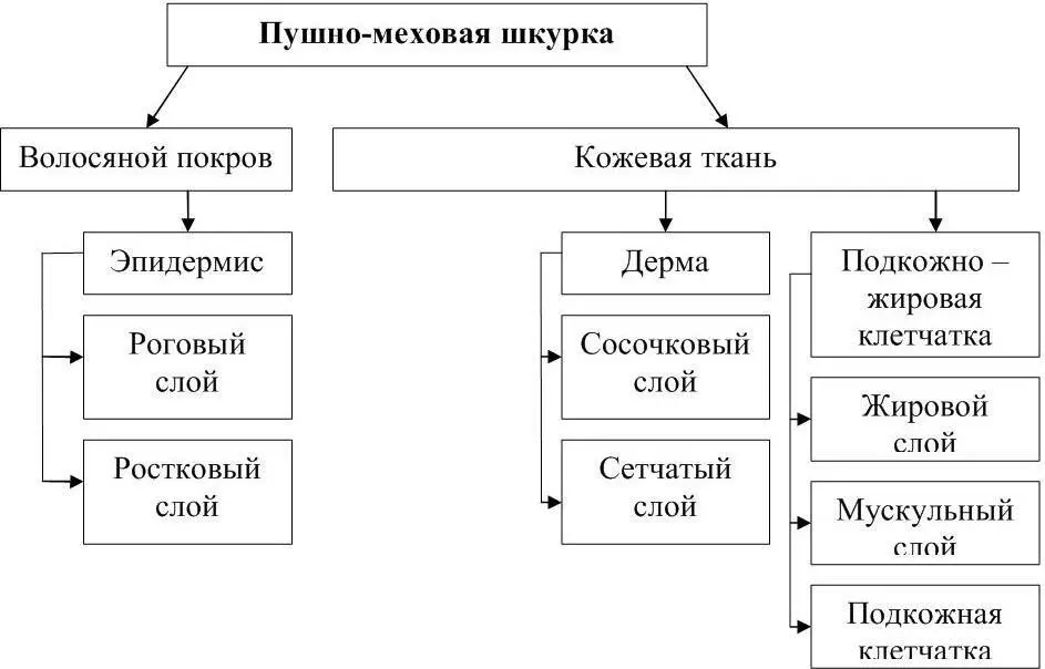 Рисунок 5 Строение пушномеховой шкурки Эпидермис поверхностный слой - фото 6