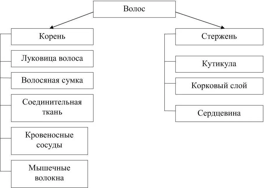 Рисунок 6 Структура волоса Стержень волоса состоит из трех слоев кутикулы - фото 7