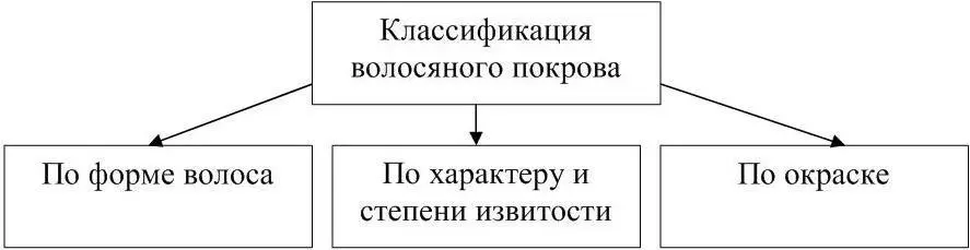 Рисунок 7 Классификация волосяного покрова Волосы по форме могут быть трех - фото 8