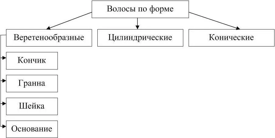 Рисунок 8 Типы и строение волос по форме Цилиндрические волосы имеют на всем - фото 9