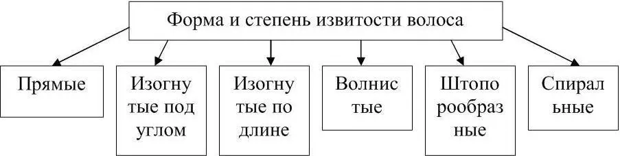 Рисунок 10 Виды волос по форме и степени извитости Волосяной покров - фото 11