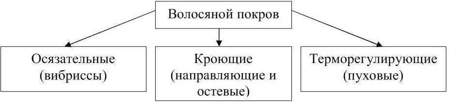 Рисунок 11 Категории волос Вибриссы выполняют роль органа осязания т к - фото 12