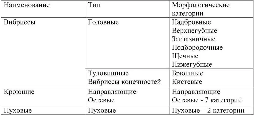 Пуховые волосы тонкие и короткие наиболее многочисленные 15 Топография - фото 13