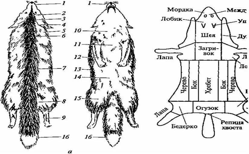 а трубкой б пластом 7 носик 2 междуглазье 3 лобик 4 5 шея 6 - фото 15