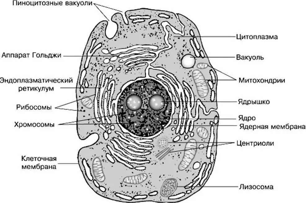 Рисунок 1 Строение животной клетки Аппарат Гольджи состоит из 3 8 - фото 2
