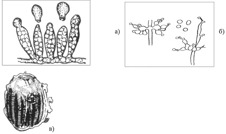 Рис 1 Энтомопатогенные грибы а конидиеносцы гриба рода энтомофтора - фото 1