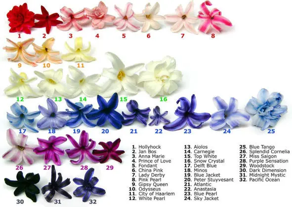 Рис 1 Цветки наиболее распространенных сортов гиацинтов Несомненным - фото 1