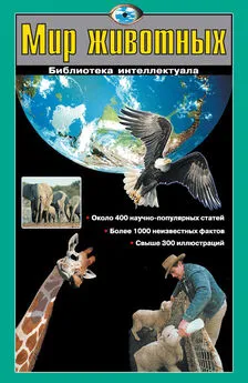 Екатерина Ситникова - Мир животных