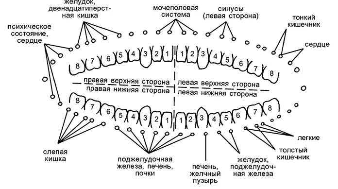 Схема связи зубов с внутренними органами и системами по R Voll 1978 - фото 3