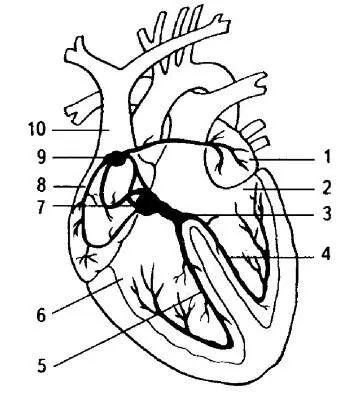 Проводящая система сердца 1 левое предсердие 2 левый желудочек 3 пучок - фото 1