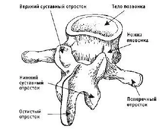 Рис 2Строение позвонка ПОЗВОНОК Тело позвонка рис 2 напоминает по своему - фото 2
