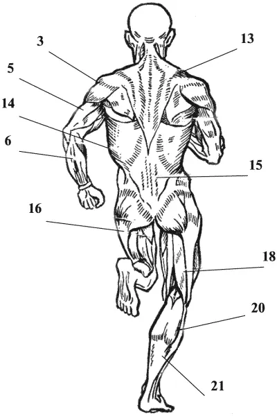 Рис 2 Основные мышцы человека вид сзади 3 Дельтовидная мышца задний - фото 2