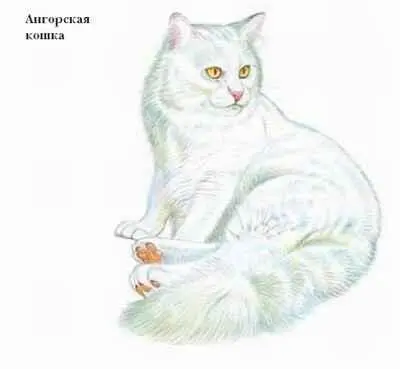 АНЕМИЯ заболевание характеризующееся уменьшением числа эритроцитов в крови - фото 25