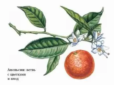 Первые упоминания об апельсинах содержатся в китайских источниках 21 вв до - фото 30