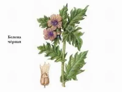 БЕЛКИ род грызунов сем беличьих Включает 29 видов обитающих в Евразии - фото 64