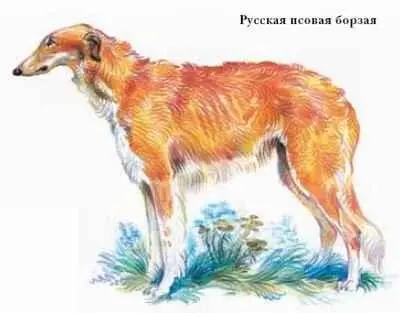 БОРОДАТАЯ НЕЯСЫТЬ птица рода неясытей сем совиных одна из самых крупных - фото 82