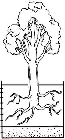 Рисунок 1 Изменение направления роста корней при высоком расположении - фото 1
