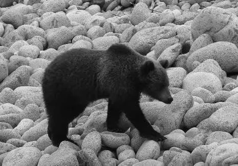 Медведь на морском берегу Двигается медведь шустро но не сказать чтоб очень - фото 12