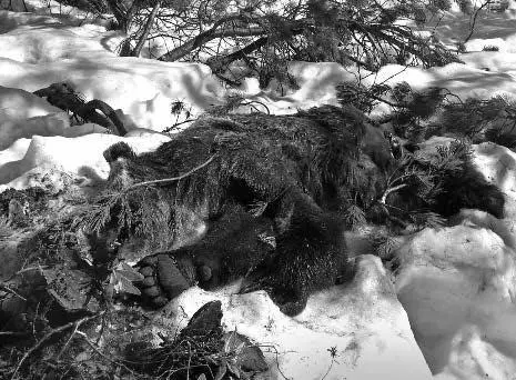 Молодой медведь задавленный медведем постарше Через полтора часа мы - фото 14