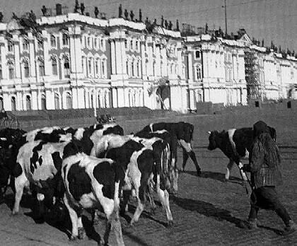 Дворцовая площадь Осень 1941 г Пока баржа держалась на плаву было решено - фото 11