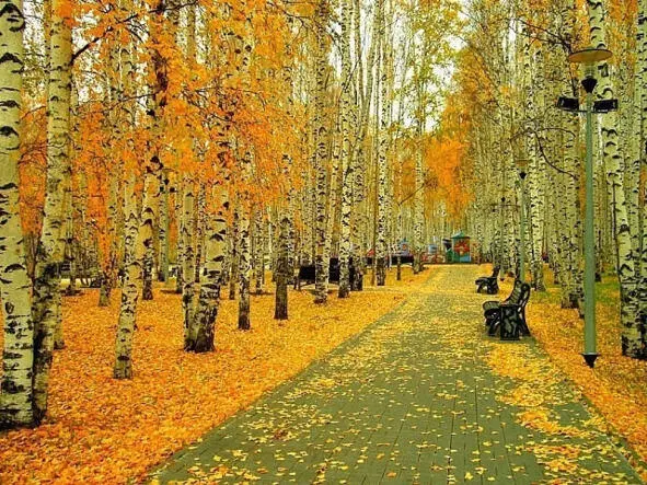 Осень в парке разбросала Листья за день без хлопот Козней вдруг ей стало - фото 8