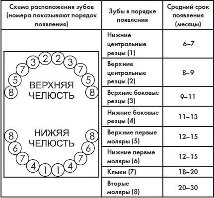 Формирование молочного и постоянного прикусов являются важным показателем - фото 29
